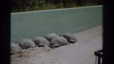 Catskill New York (1957): Giant Tortoises Lined Up Next To Pool Display On A