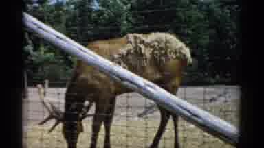 Catskill New York (1957): Big Deer Behind A Fence Looks Very Sick And Need To Been