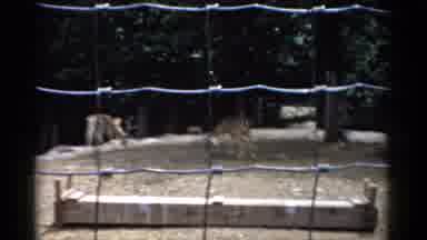 Catskill New York (1957): Animals In Cages On A Sunny Day At The Zoo
