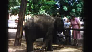 Catskill New York (1957): The Elephants Afraid For Peoples In The Zoo
