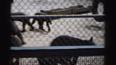 Catskill New York (1957): Young Bear Cubs In An Enclosure Most Likely To Be A Zoo