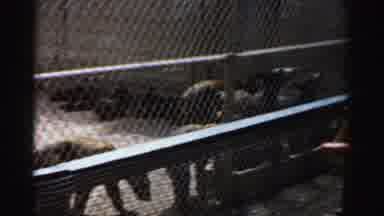 Catskill New York (1957): Animals In Zoo
