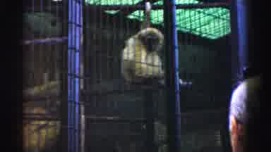 Catskill New York (1957): Two Spider Monkeys Enjoying Their Day In The Cage