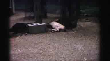 Catskill New York (1957): Small Kids At A Fairground With Rides And Many Pigs