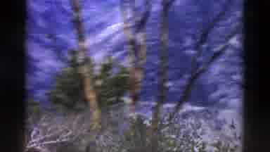 Yellowstone Wyoming USA (1958): Trees Hills And The Sky All Surrounded By Nature