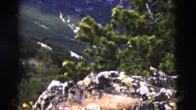 Yellowstone Wyoming USA (1958): A Big Mountain With A Lot Of Trees And A Gorgeous