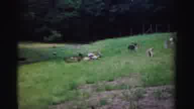 Catskill New York (1957): Pair Of Brown Bear Cubs Playing On A Clear Day