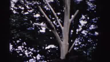 Catskill New York (1957): A Bunch Of Baby Bears Or Cubs Are Climbing In A Tree