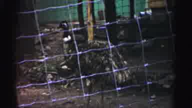 Catskill New York (1957): Peacock And Some Other Type Of Big Bird Stand In Caged