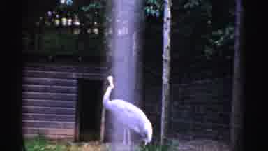 Catskill New York-1957: A White Crane Stands In Its Enclosure And Shakes Its Head