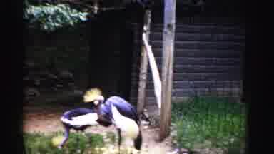 Catskill New York (1957): Plumed Birds Feeding In An Enclosed Grassy Pen Next To A