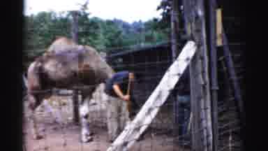 Catskill New York (1957): Sandhill Cranes Llama And Dromedary Camel At Animal Park