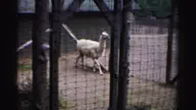Catskill New York (1957): White-Colored Llama Slowly Walking In His Pen And A