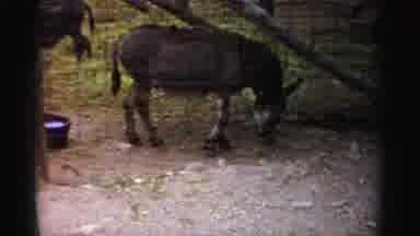 Catskill New York (1957): A Donkey Eating Grass Near A Wire Fence; A Deer Walking