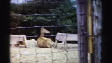 Catskill New York (1957): Deer Eating Behind A Fence