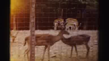 Catskill New York (1957): Cool Animals Roam Behind The Fence On A Lovely Day At
