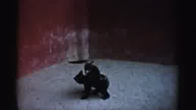 Catskill New York (1957): Two Black Bear Cubs Playing And Wrestling In The Snow