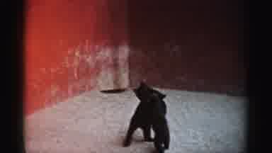 Catskill New York (1957): Two Bear Cubs Playing Antelope Or Similar Animal At Zoo?