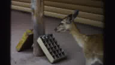 Catskill New York (1957): The Little Deer Was Here It Is So Beautiful To See