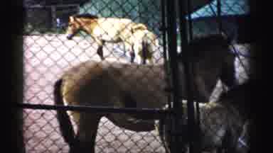 Catskill New York (1957): Zebras And Horses Walking Around In Separate Enclosures