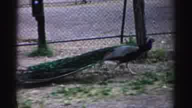 Catskill New York (1957): Peacock Walks Across Dirt Enclosure At Animal Park Other