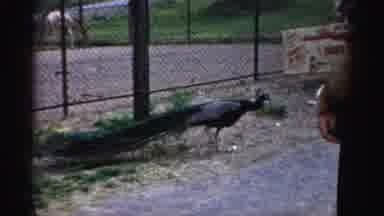 Catskill New York (1957): Birds In A Zoo Walking And Standing Around In There