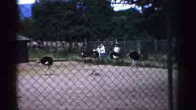 Catskill New York (1957): Kid Play With Grandpa At An Ostrich Section Of The Zoo