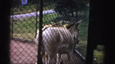 Catskill New York (1957): The Donkeys Are Going To Eat Her Food In Fastly