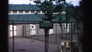 Catskill New York (1957): Two Donkeys Are In A Pen Eating And Wagging Their Tails