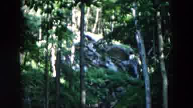 Hicksville New York (1957): Steep Hill With Rocks And Tall Skinny Trees Pans Down
