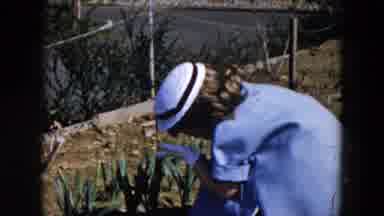 Hicksville New York (1957): Woman Tending To Her Garden And She Is Wearing A Blue