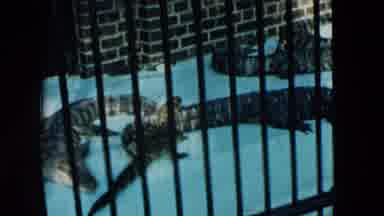 Hicksville New York (1957): Alligators Brick Wall Gate People Zoo Aquarium Viewing