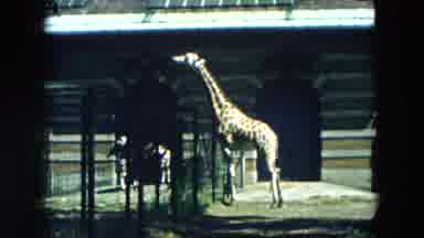 Hicksville New York (1957): In The Zoo The Zebra And Giraffe Are There The Peoples
