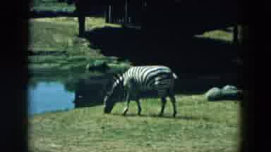 Hicksville New York (1957): Wildlife Sanctuary Is Located On The Peacock Line