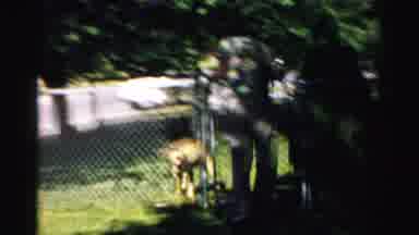 Normal Illinois USA (1957): Man Walking Up To Fenced Yard With Tan Dog In It