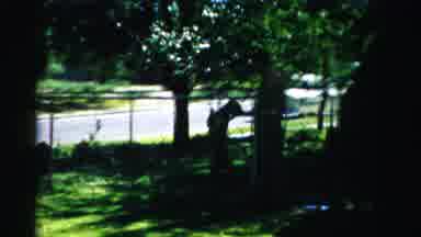 Normal Illinois USA (1957): Dog Outside Tree Fence Grass