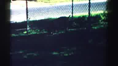 Normal Illinois USA (1957): Dog On Grass Fence Big Building With Flags And Cars