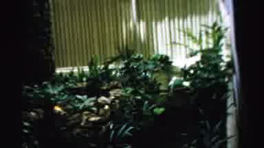 Las Vegas Nevada (1957): View Of Green Car And Garden Lilies With Fountain On A
