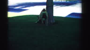 Nevada USA (1957): Two People Hooking Their Large Pet Dog To A Tree For Some