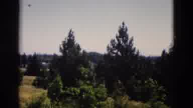 Yellowstone Wyoming USA (1958): Trees Being Shown In A Forest Blown By The Wind
