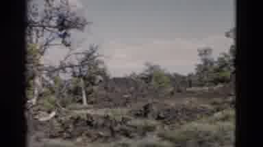 Yellowstone Wyoming USA (1958): A Group Of Trees And Some Grass In The Middle Of