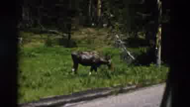 Yellowstone Wyoming USA (1958): A Moose Is Eating Grass By The Side Of The Road In