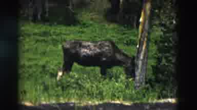 Yellowstone Wyoming USA (1958): Moose Eats Grass By Tree In Forest Than Shows