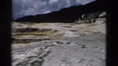 Yellowstone Wyoming USA (1958): Big Black Bear Walks Along Road On A Bright Sunny