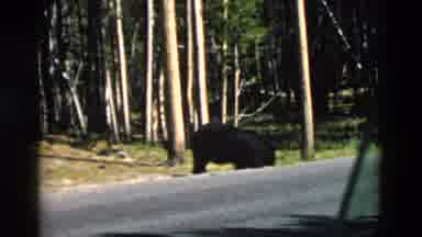 Yellowstone Wyoming USA (1958): A Bear Comes To The Edge Of The Road And Climbs