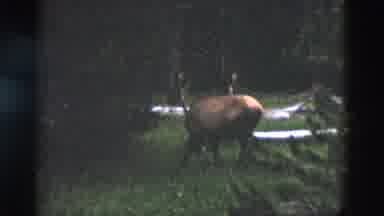 Yellowstone Wyoming USA (1958): Deer Forest Log Rummage Instinct Trees Dense