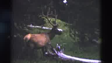 Yellowstone Wyoming USA (1958): Reindeer With Long Horns On A Wood With Pine Trees