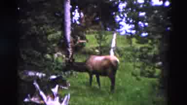 Yellowstone Wyoming USA (1958): Moose In A Forest