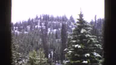 Yellowstone Wyoming USA (1958): Woman In Red Coat Walking Among Evergreen Trees In