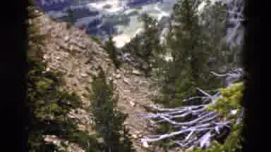 Yellowstone Wyoming USA (1958): Beautiful Pine Trees In The Snowy Mountains